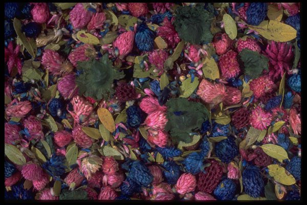 403068 Pot pourri A4 Photo Print