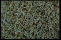 403071 Foliage A4 Photo Print