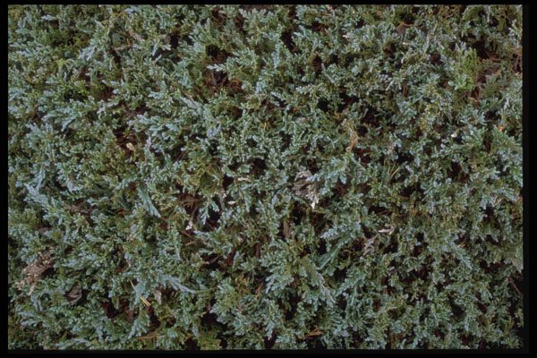 403071 Foliage A4 Photo Print