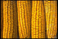 403073 Corn A4 Photo Print