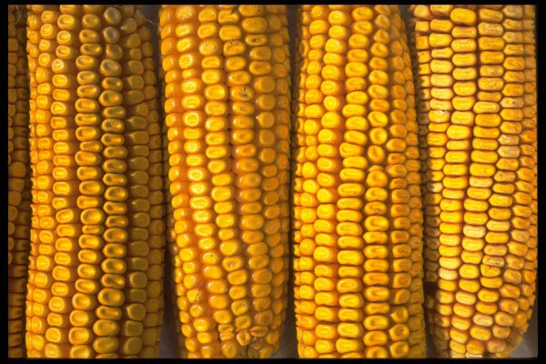 403073 Corn A4 Photo Print