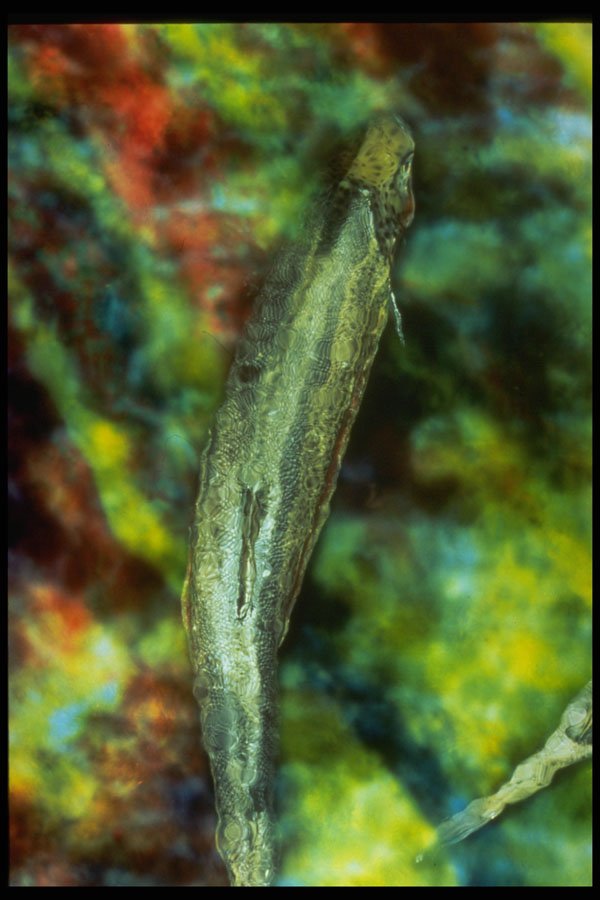 403077 Fish A4 Photo Print