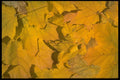 403081 Yellow Leaves A4 Photo Print