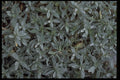 403082 Foliage A4 Photo Print