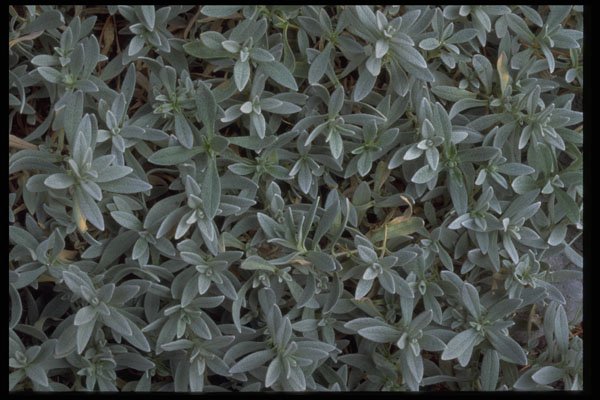 403082 Foliage A4 Photo Print