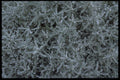 403085 Foliage A4 Photo Print