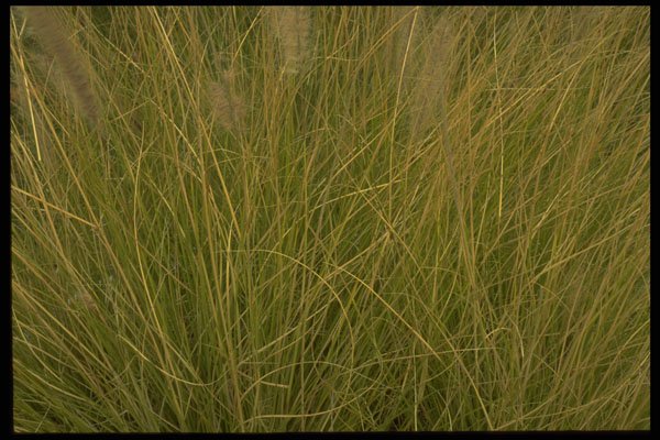 403091 Foliage A4 Photo Print