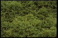 403092 Foliage A4 Photo Print