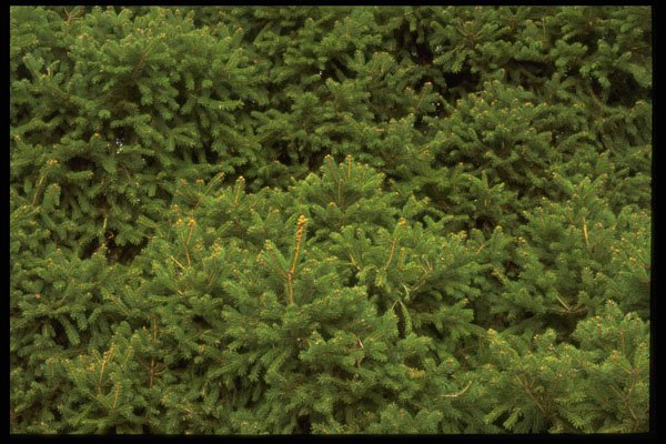 403092 Foliage A4 Photo Print