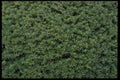 403093 Foliage A4 Photo Print