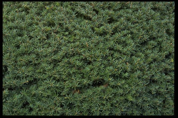 403093 Foliage A4 Photo Print