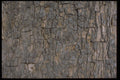 403094 Tree Bark A4 Photo Print