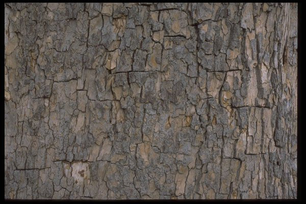 403094 Tree Bark A4 Photo Print