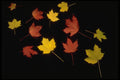 403098 Leaves A4 Photo Print