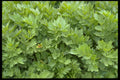 404004 Green Leaves A4 Photo Print