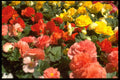 404005 Bed Of Flowers A4 Photo Print