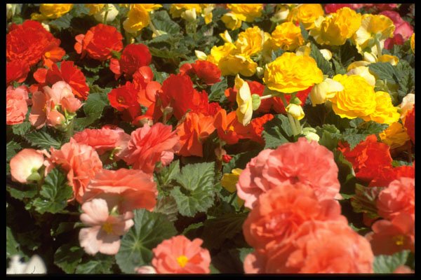 404005 Bed Of Flowers A4 Photo Print
