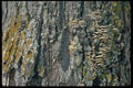 404007 Elm Bark With Moss A4 Photo Print