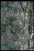 404008 Aspen Bark A4 Photo Print