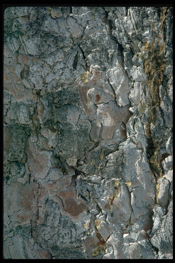 404008 Aspen Bark A4 Photo Print