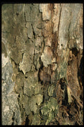 404009 Oak Bark A4 Photo Print