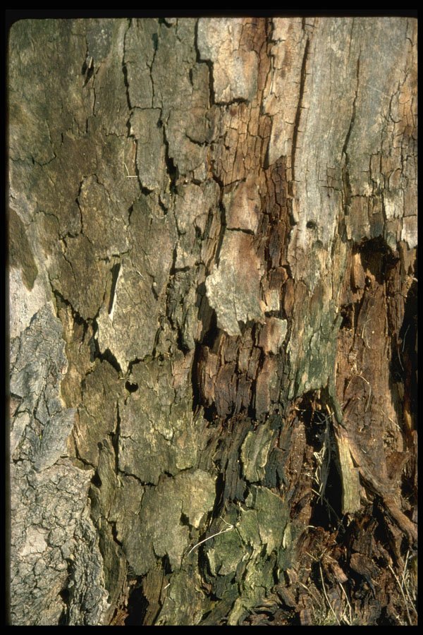 404009 Oak Bark A4 Photo Print