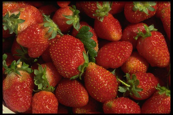 404026 Strawberries A4 Photo Print