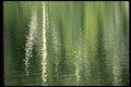 404030 Tree Reflection A4 Photo Print