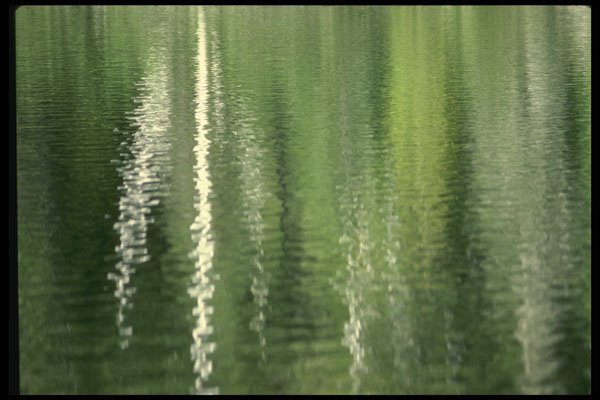 404030 Tree Reflection A4 Photo Print