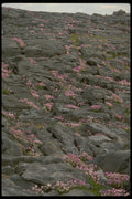 404031 Wild Flowers A4 Photo Print