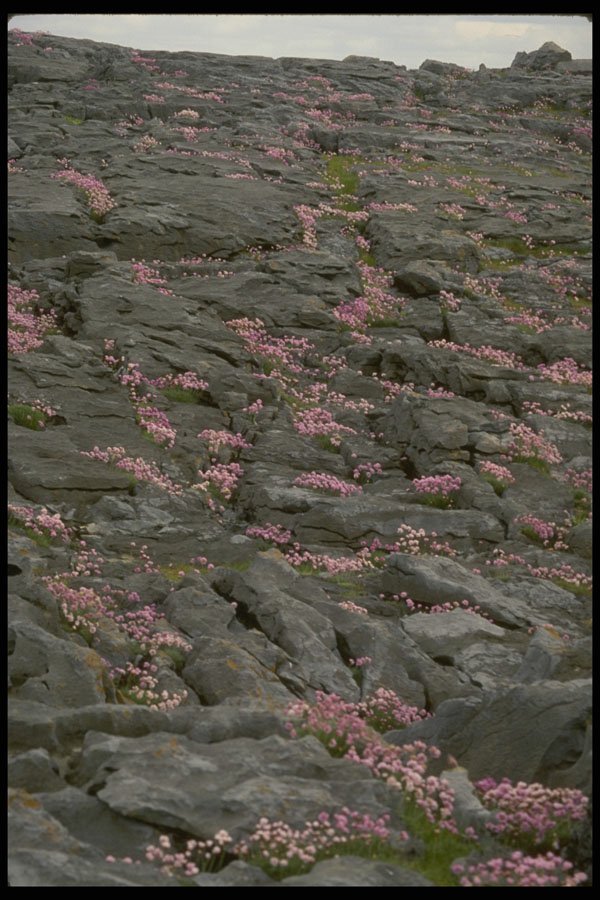 404031 Wild Flowers A4 Photo Print