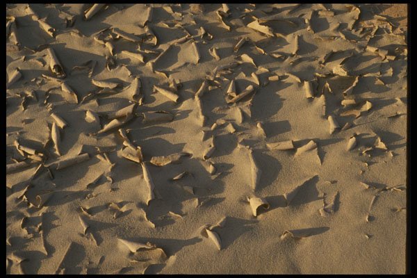 404042 Erosion Pattern A4 Photo Print