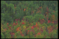 404056 Red And Green Trees A4 Photo Print