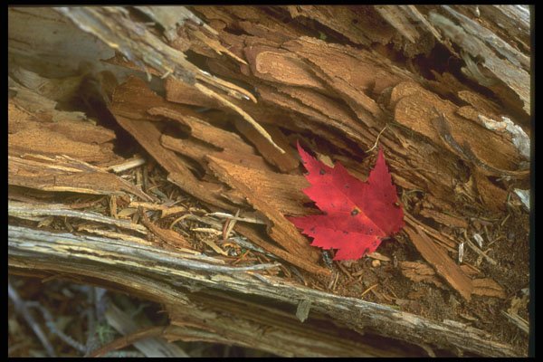 404058 Natural Design A4 Photo Print