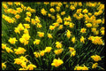 404059 Yellow Flowers A4 Photo Print
