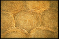 404062 Hay Balls A4 Photo Print