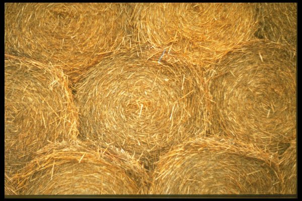 404062 Hay Balls A4 Photo Print