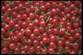 404063 Cherries A4 Photo Print