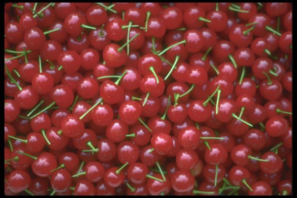 404063 Cherries A4 Photo Print