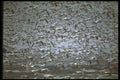 404064 Hundreds Of Snow Geese A4 Photo Print