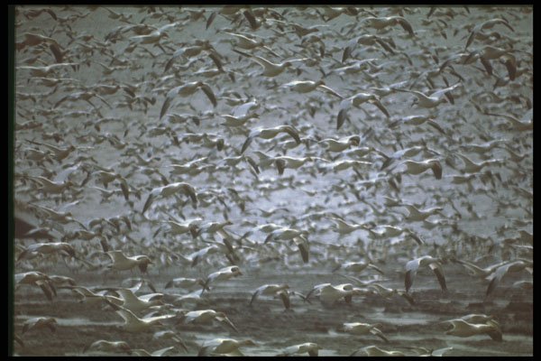 404064 Hundreds Of Snow Geese A4 Photo Print