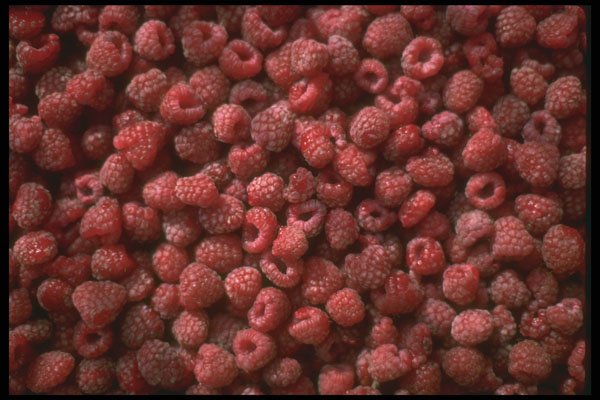 404065 Raspberries A4 Photo Print