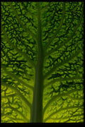 404066 Savoy Cabbage Leaf A4 Photo Print