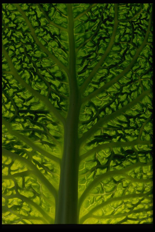 404066 Savoy Cabbage Leaf A4 Photo Print