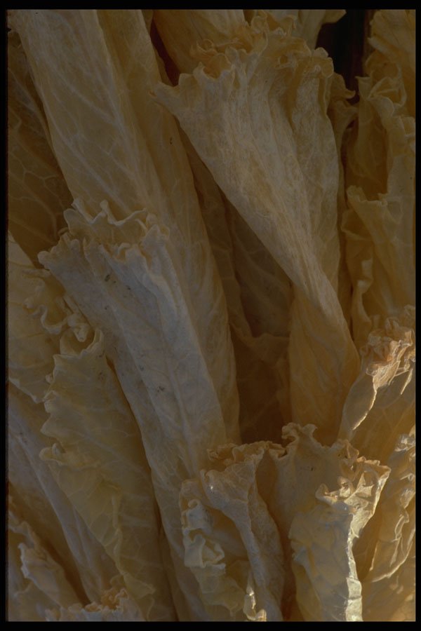 404067 Wilted Cabbage Leaves A4 Photo Print