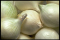 404068 Onions A4 Photo Print