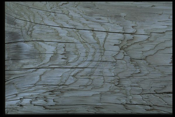 404077 Driftwood Close up A4 Photo Print