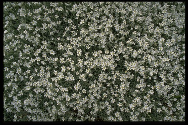 404079 Mountain Flowers A4 Photo Print