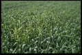404080 Corn Field A4 Photo Print