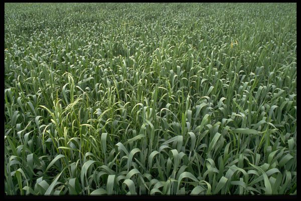 404080 Corn Field A4 Photo Print